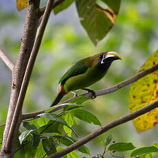 Toucanet à gorge bleue