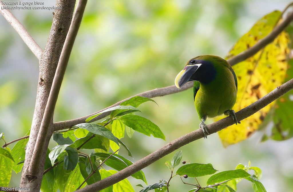 Blue-throated Toucanet