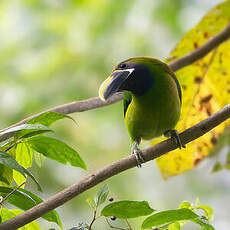 Toucanet à gorge bleue