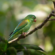 Orange-chinned Parakeet