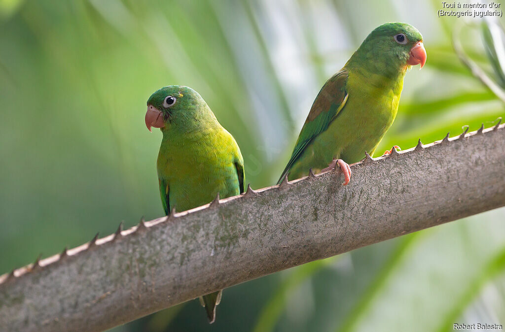 Orange-chinned Parakeet