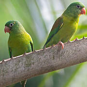 Orange-chinned Parakeet