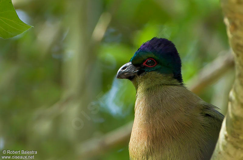 Purple-crested Turacoadult