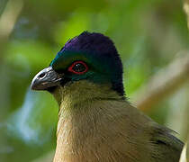 Purple-crested Turaco