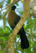 Purple-crested Turaco