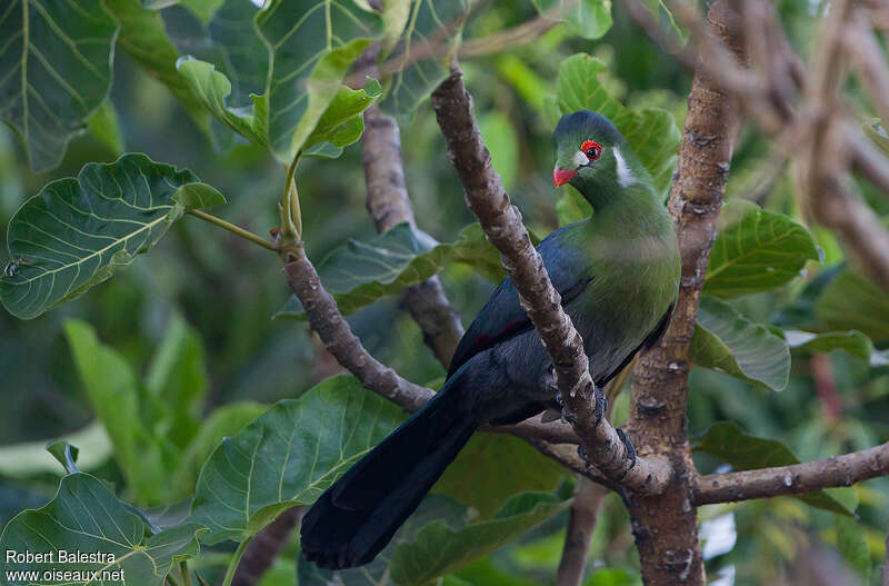 Touraco à joues blanchesadulte, identification