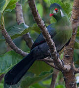 White-cheeked Turaco