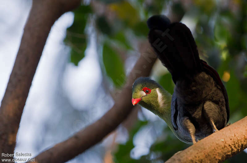 White-cheeked Turacoadult