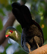 White-cheeked Turaco