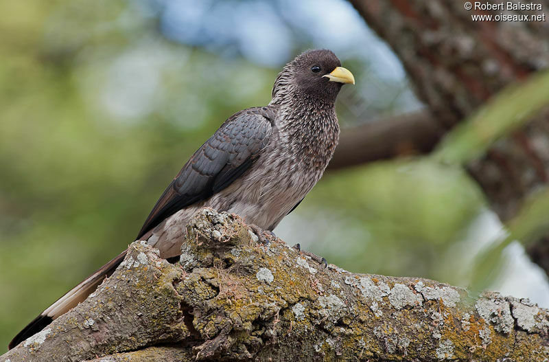 Eastern Plantain-eater