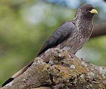 Eastern Plantain-eater