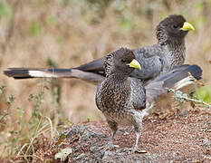 Eastern Plantain-eater