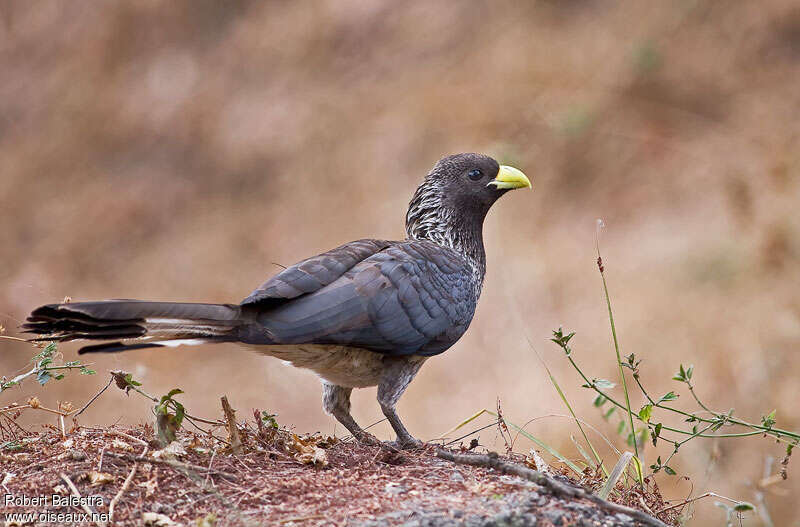 Touraco à queue barréeadulte, identification