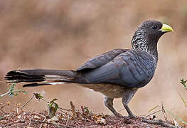 Eastern Plantain-eater