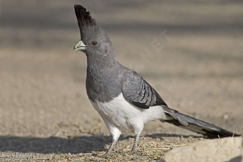 White-bellied Go-away-bird female adult, identification