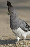 White-bellied Go-away-bird