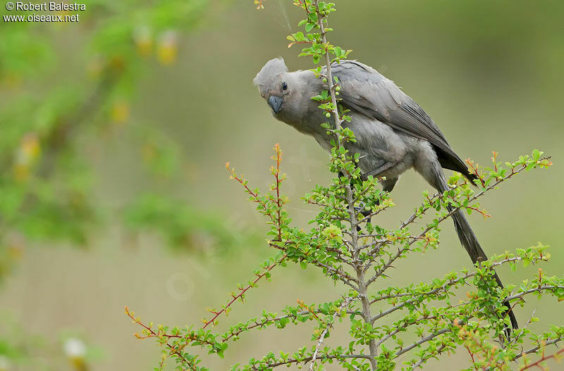 Grey Go-away-bird