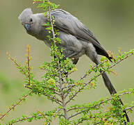 Grey Go-away-bird