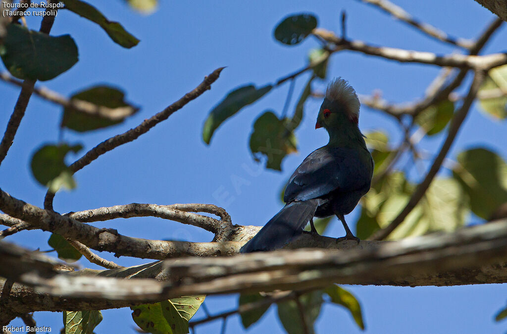 Ruspoli's Turaco