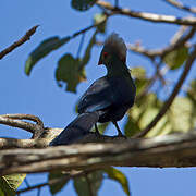 Ruspoli's Turaco