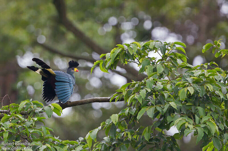 Great Blue Turaco, Behaviour