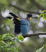 Great Blue Turaco