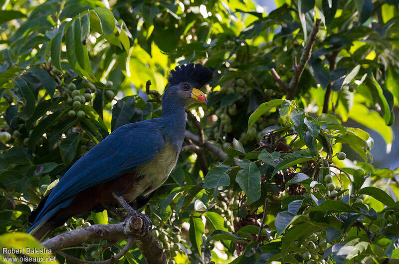 Great Blue Turaco, identification