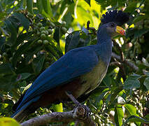 Great Blue Turaco