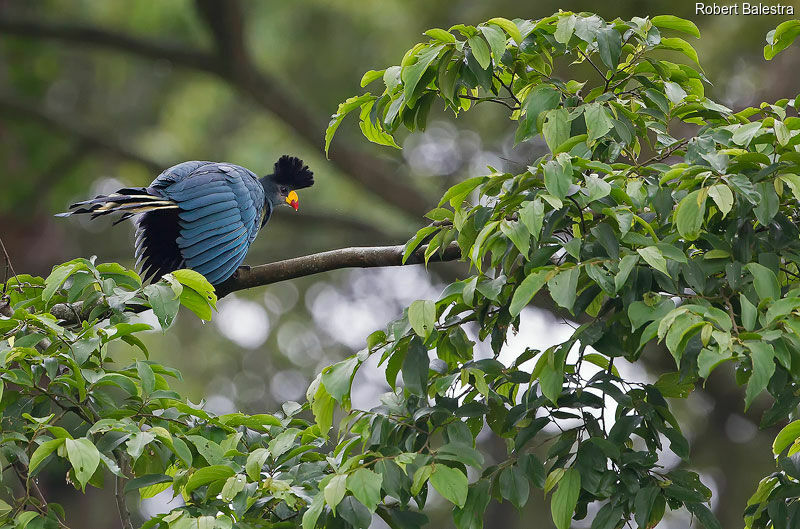 Great Blue Turaco