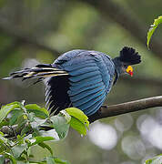 Great Blue Turaco