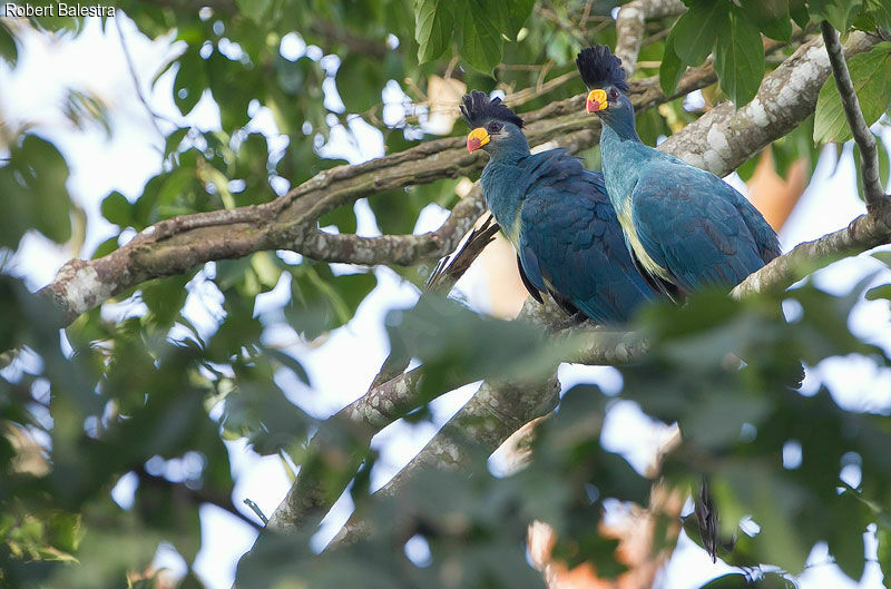 Great Blue Turaco