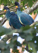 Great Blue Turaco