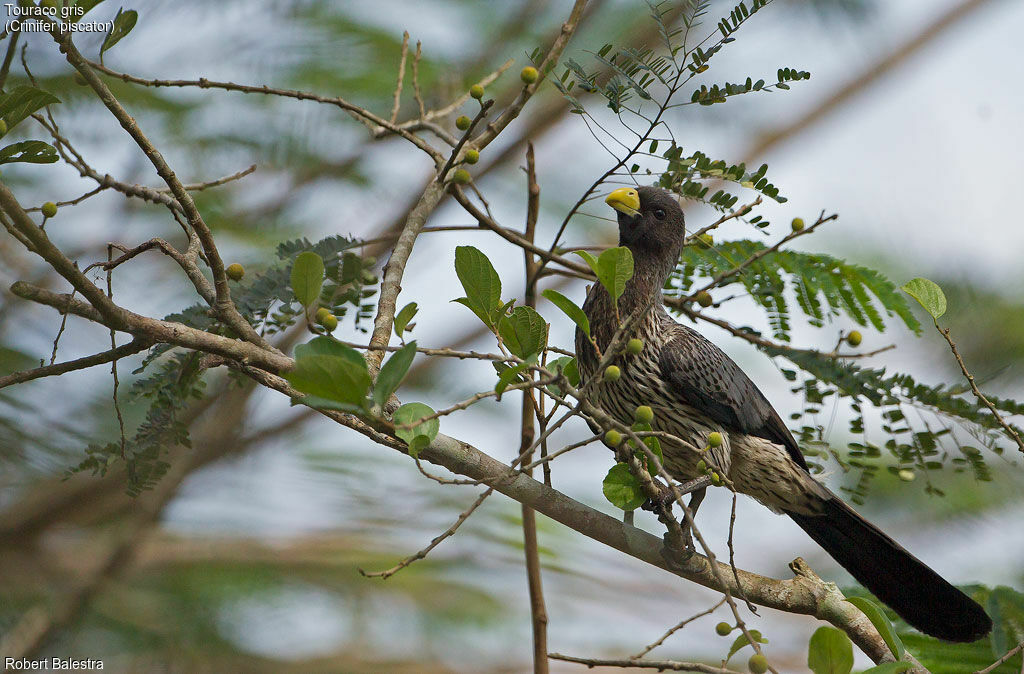 Western Plantain-eater