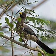 Western Plantain-eater