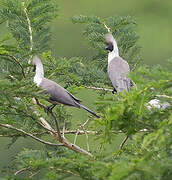 Bare-faced Go-away-bird