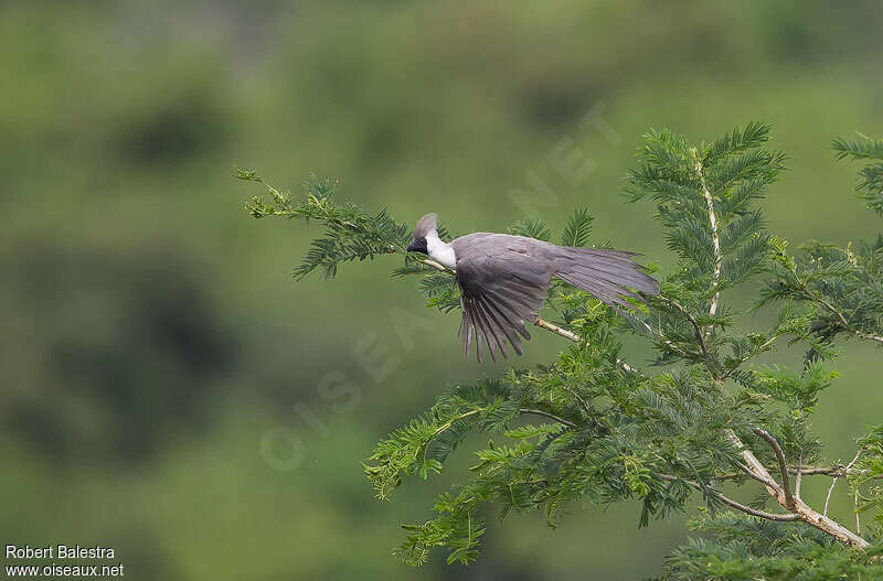 Bare-faced Go-away-birdadult, Flight