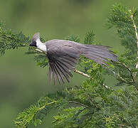 Bare-faced Go-away-bird