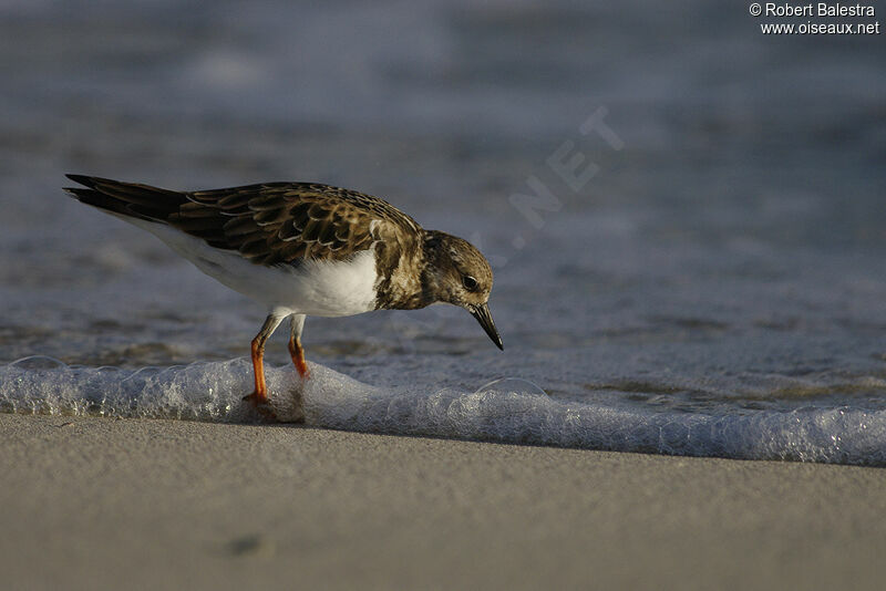 Ruddy Turnstone