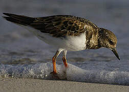 Ruddy Turnstone