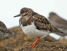 Ruddy Turnstone