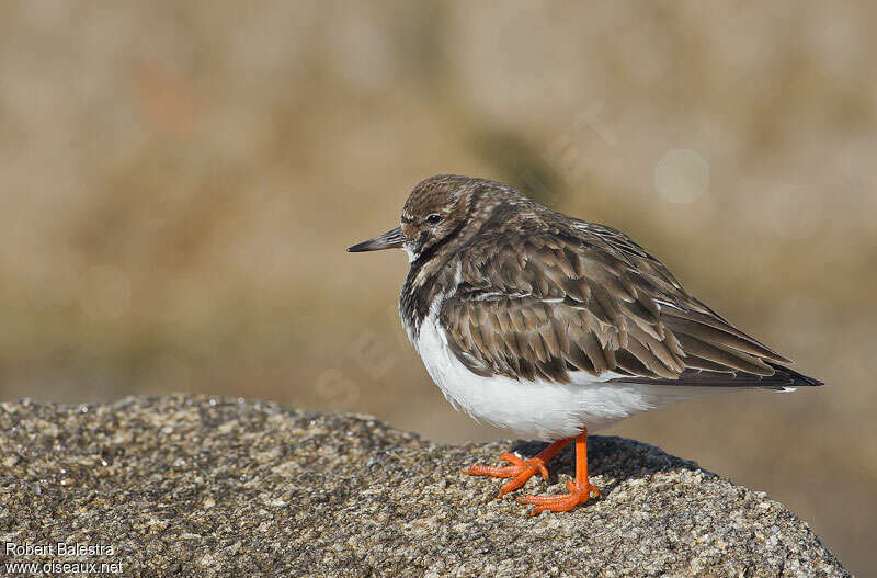 Ruddy Turnstoneadult post breeding, identification