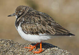 Ruddy Turnstone