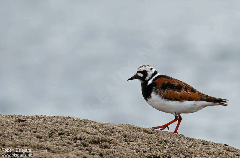 Ruddy Turnstone male adult breeding, identification