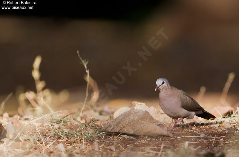 Blue-spotted Wood Dove