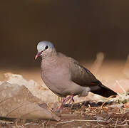 Blue-spotted Wood Dove