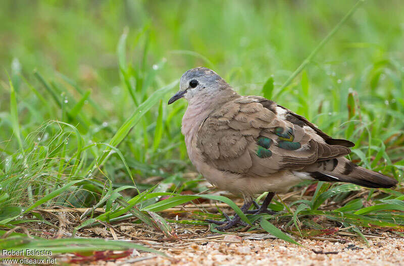 Emerald-spotted Wood Doveadult, aspect