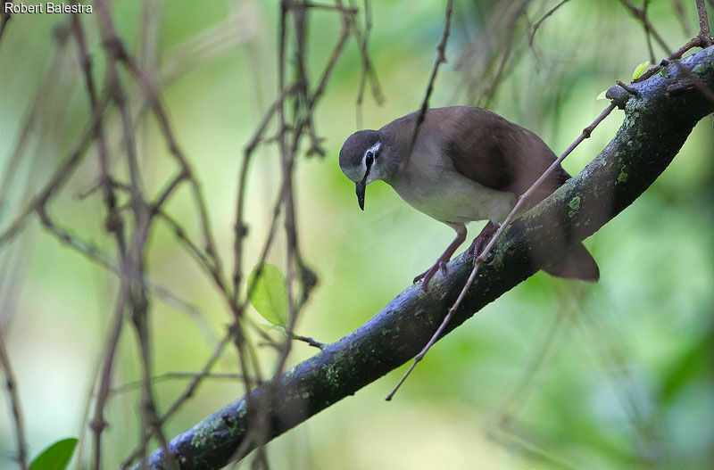 Tambourine Dove