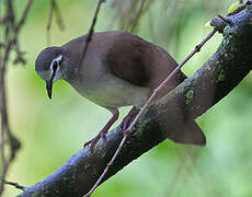 Tambourine Dove