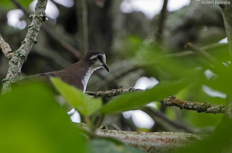 Tambourine Dove