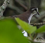 Tambourine Dove